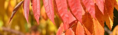 Herbstlaub am Baum