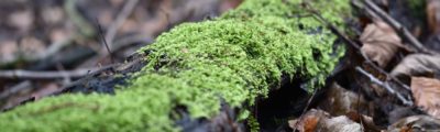 Moos im Wald
