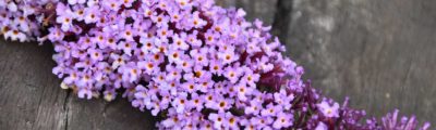 Kleine violette Blüten