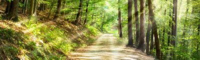 Waldweg: Viele Wege führen zum Ziel